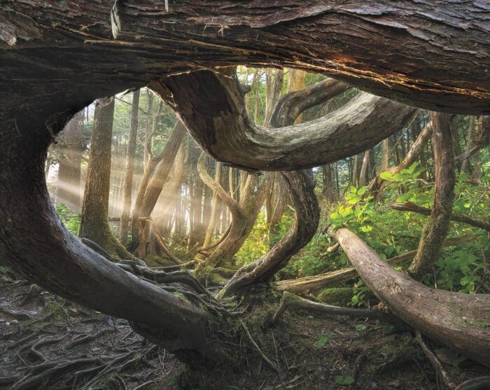 Botanical Arch - 8x10 Signed Print