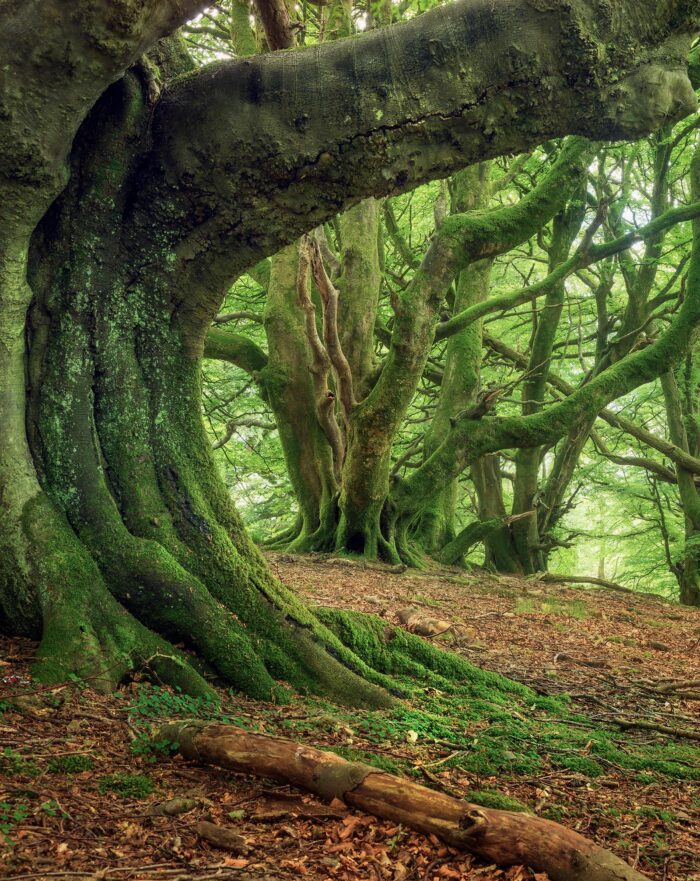 Green Giants - 8"x10" Signed Print