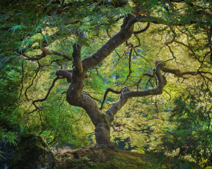 Green Gold - 8"x10" Signed Print