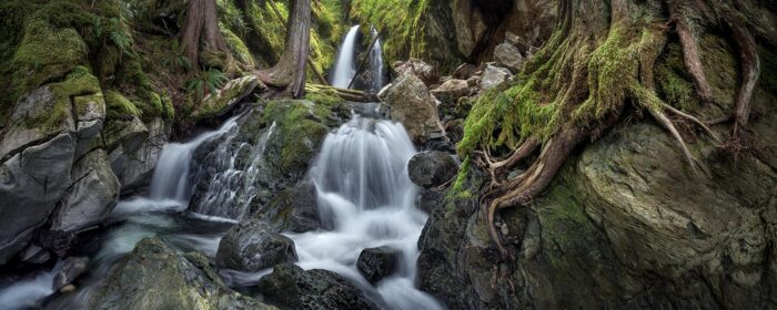 Battle Of The Forest Dwellers - 14"x5" Signed Print