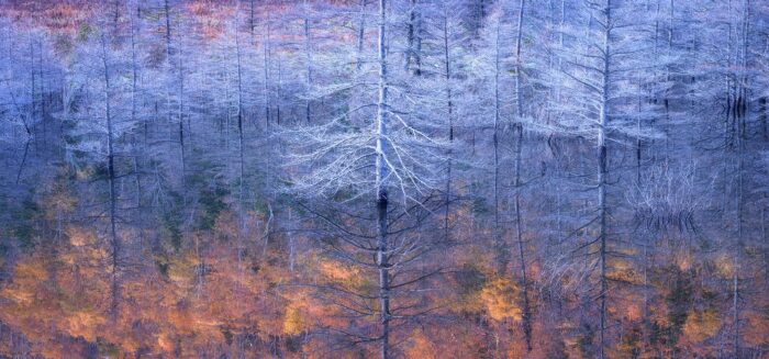 Beavercide - 14"x6" Signed Print