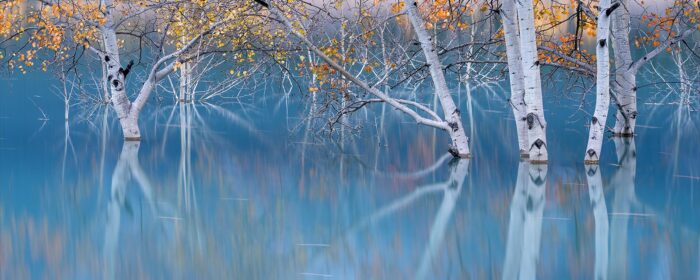 Blueberry Milk Pano - 14"x5" Signed Print