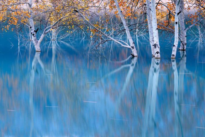 Blueberry Milk - 14"x9" Signed Print