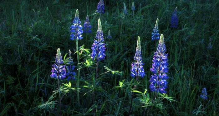 Glowing Lupins -14″x6″ Signed Print