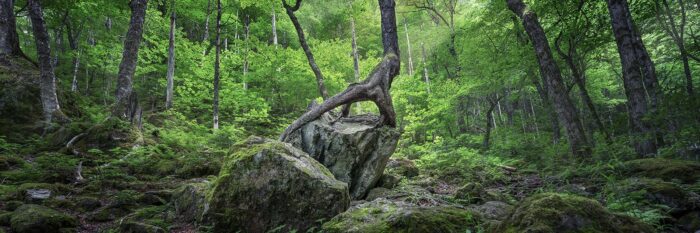 The Grabbing Hand - 14"x5" Signed Print