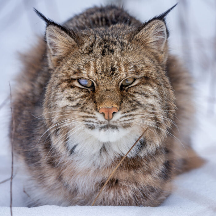 Belinda The Bobcat – 11″x 11″ Signed Print