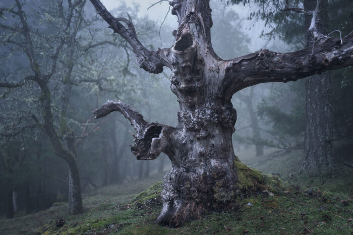 Ghosts In The Woods – 14″x 9.5″ Signed Print