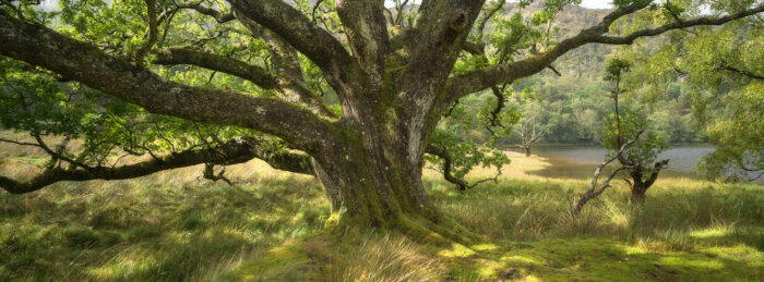 The Matriarch - 14″ Panorama Print
